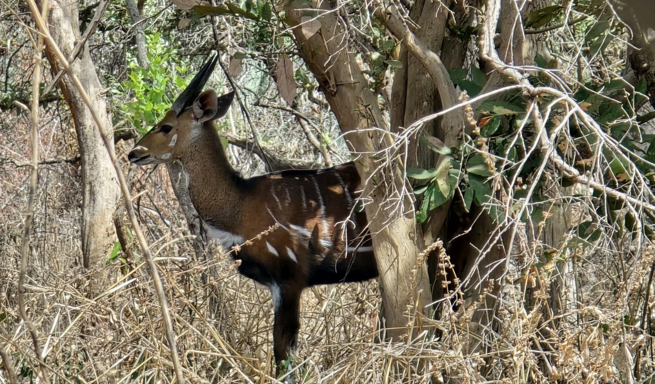 Sénégal-Gambie Intégral