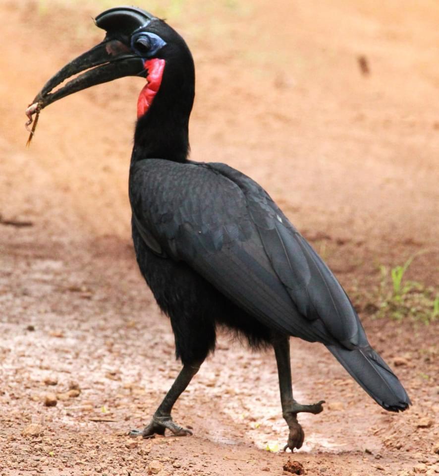 Sénégal-Gambie Intégral