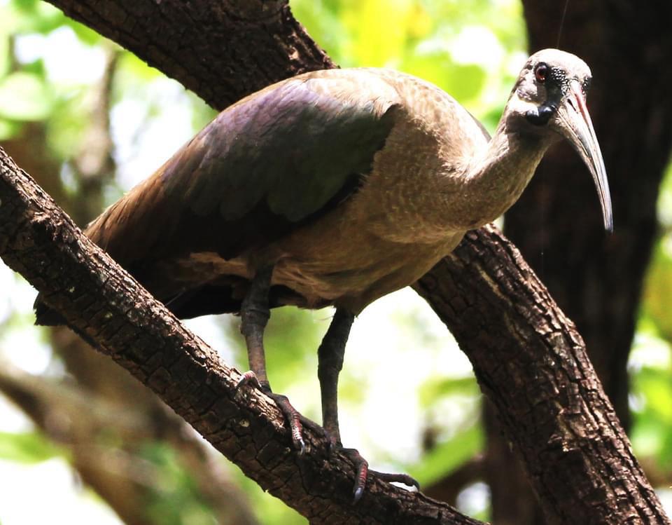 Sénégal-Gambie Intégral