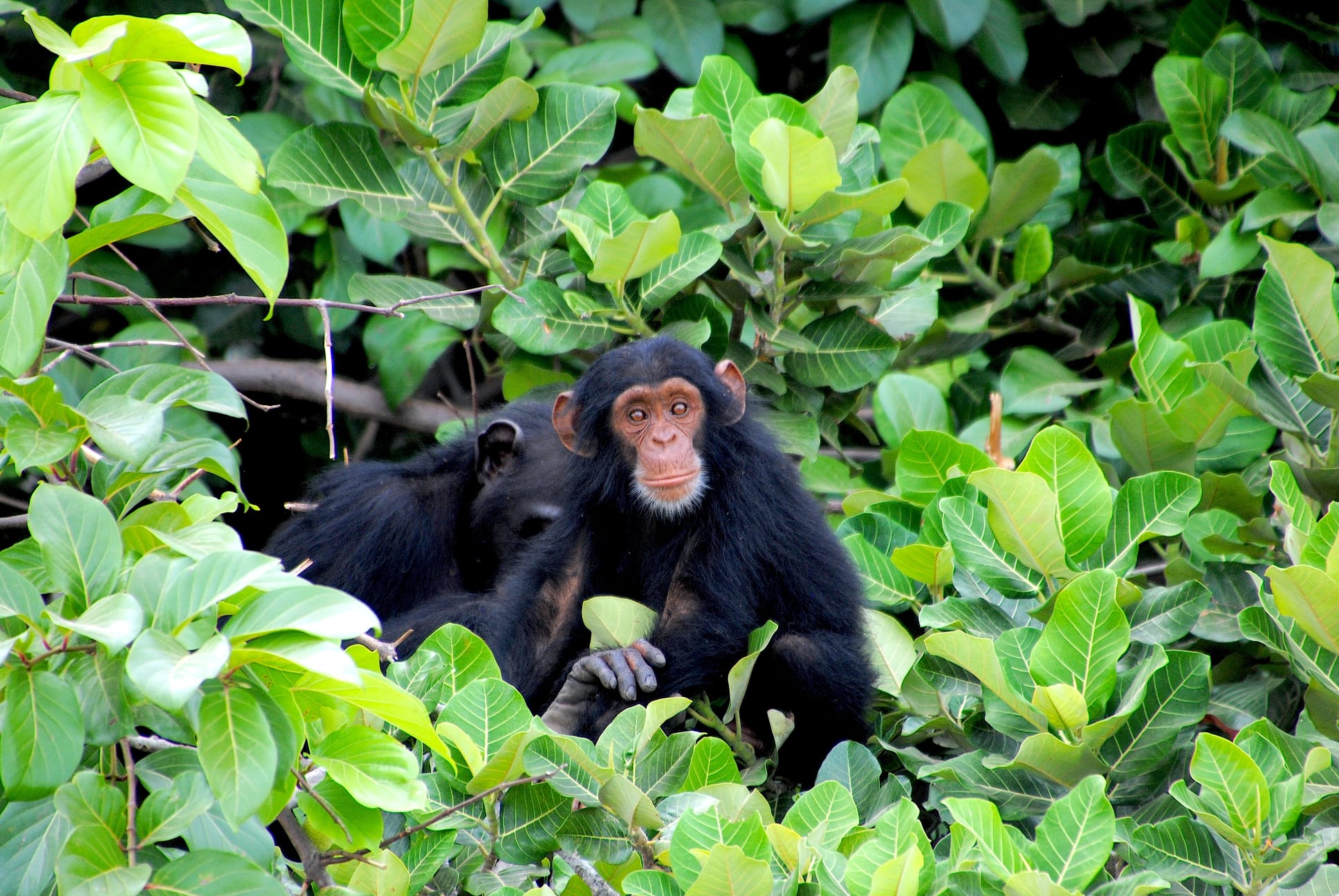 Sénégal-Gambie Intégral