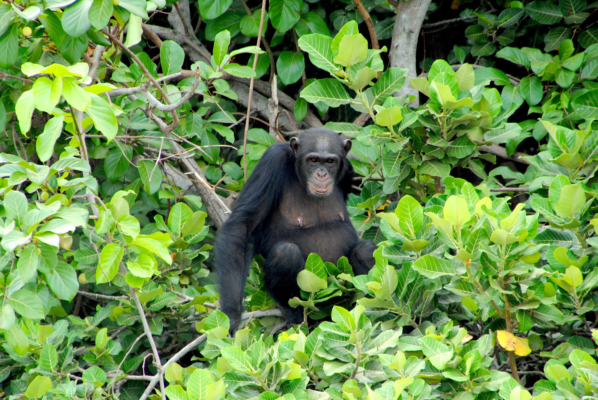 Sénégal-Gambie Intégral