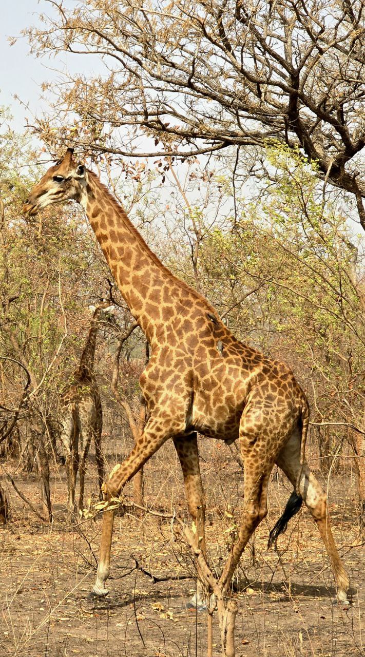 Safari au cœur de la réserve de Fathala