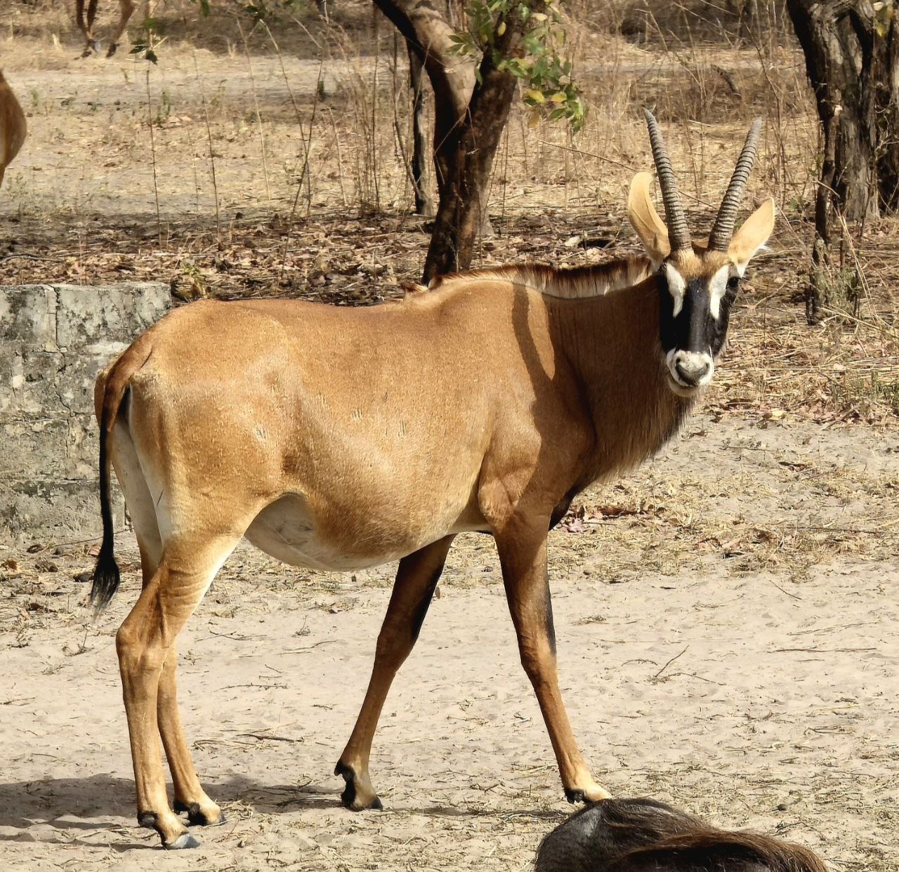 Safari au cœur de la réserve de Fathala