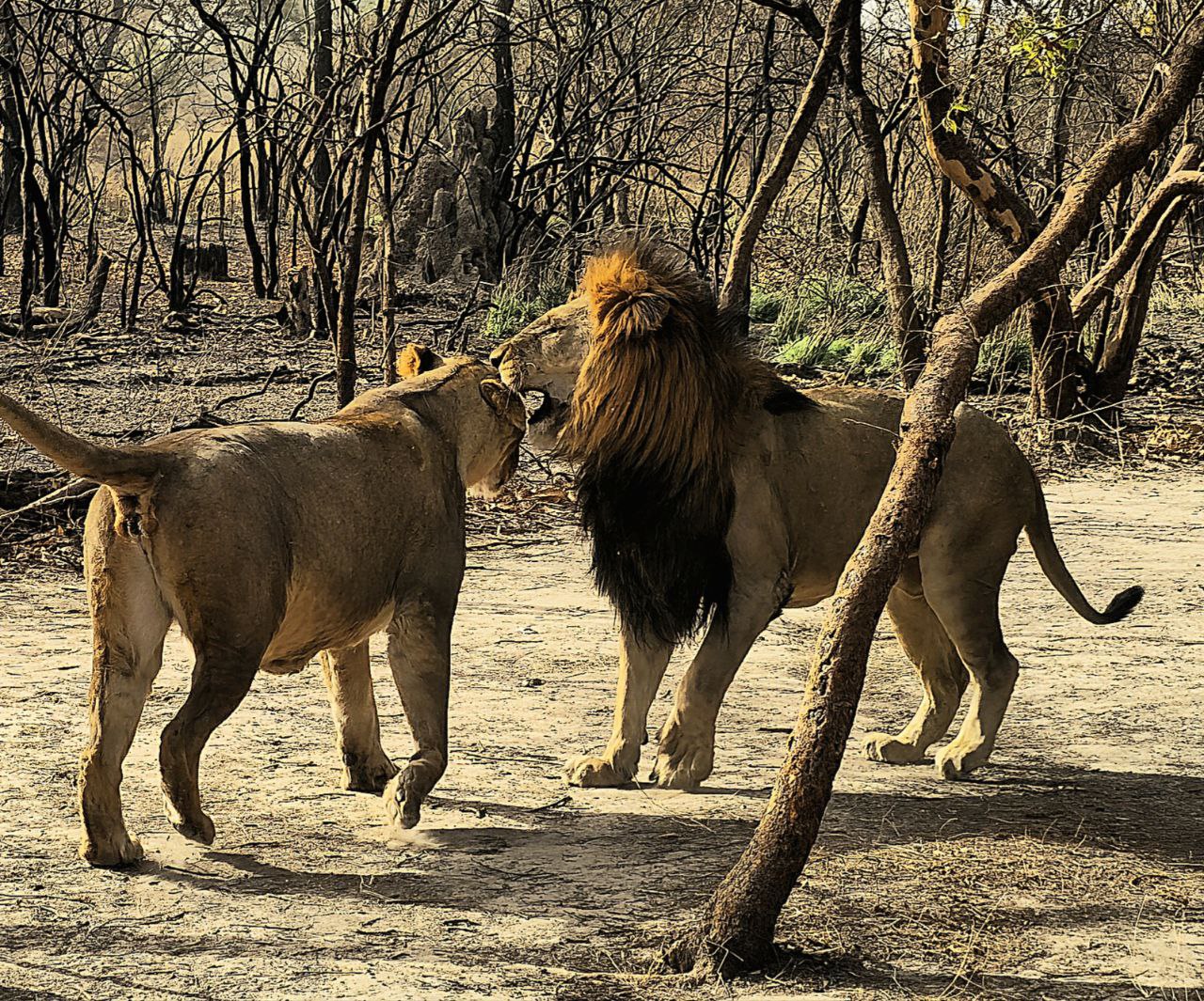 Safari au cœur de la réserve de Fathala