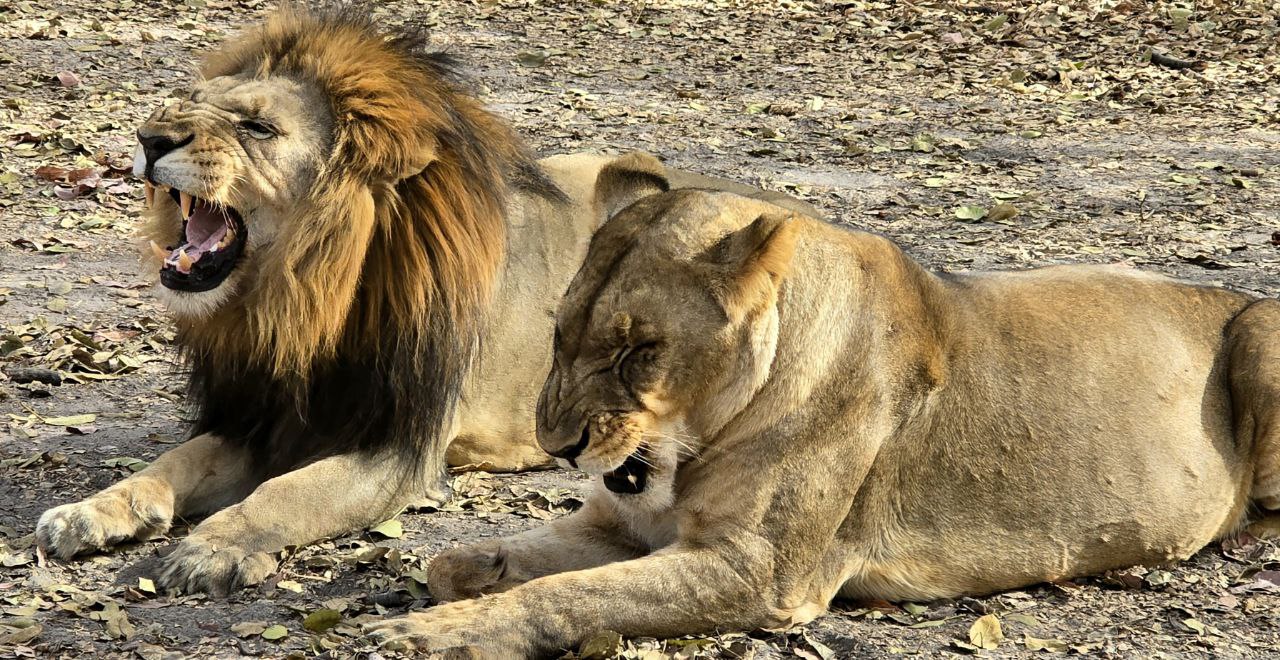 Safari Réserve de Fathala - Expérience immersive au cœur de la savane
