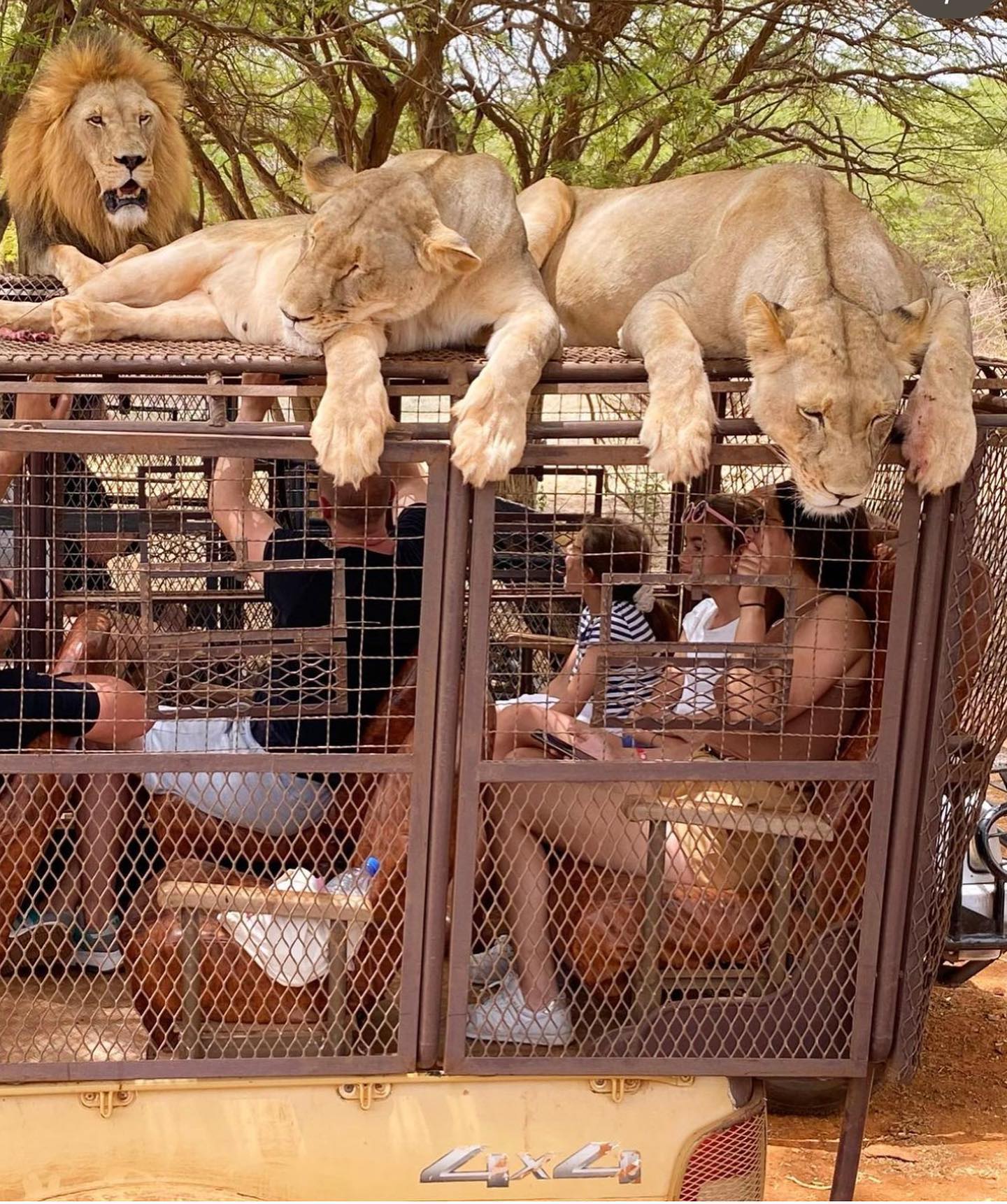 Safari sécurisé en jeep blindée