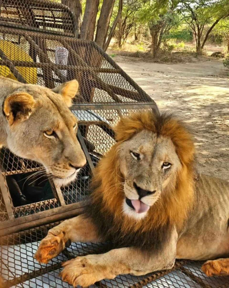 Safari Ranch aux Lions - Rencontre exclusive avec les félins