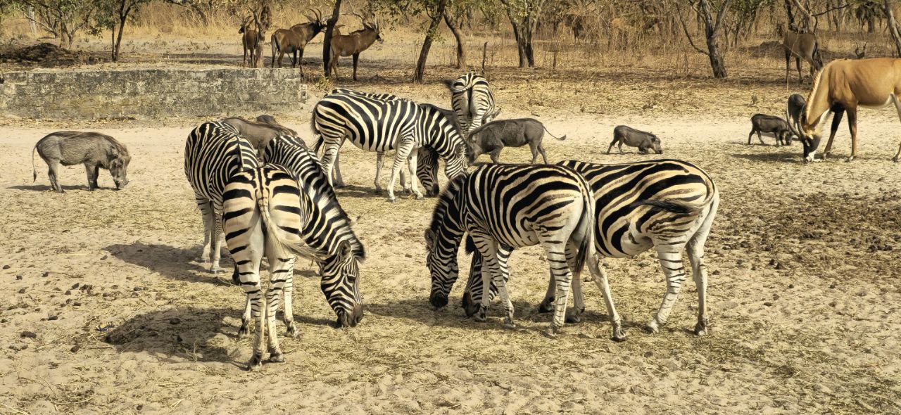 Safari Réserve de Fathala