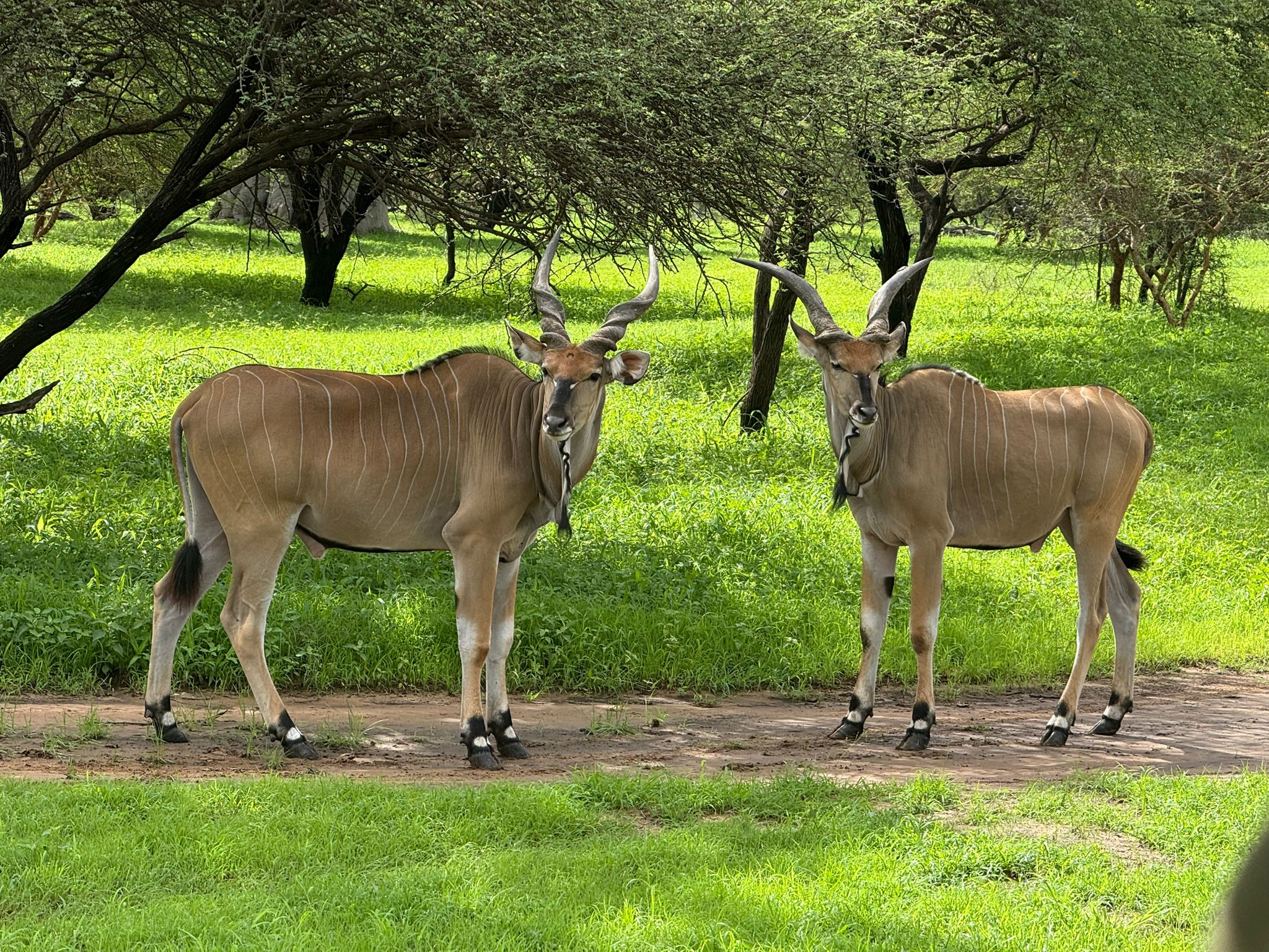 Safari Réserve Bandia - Rencontre avec la faune africaine authentique