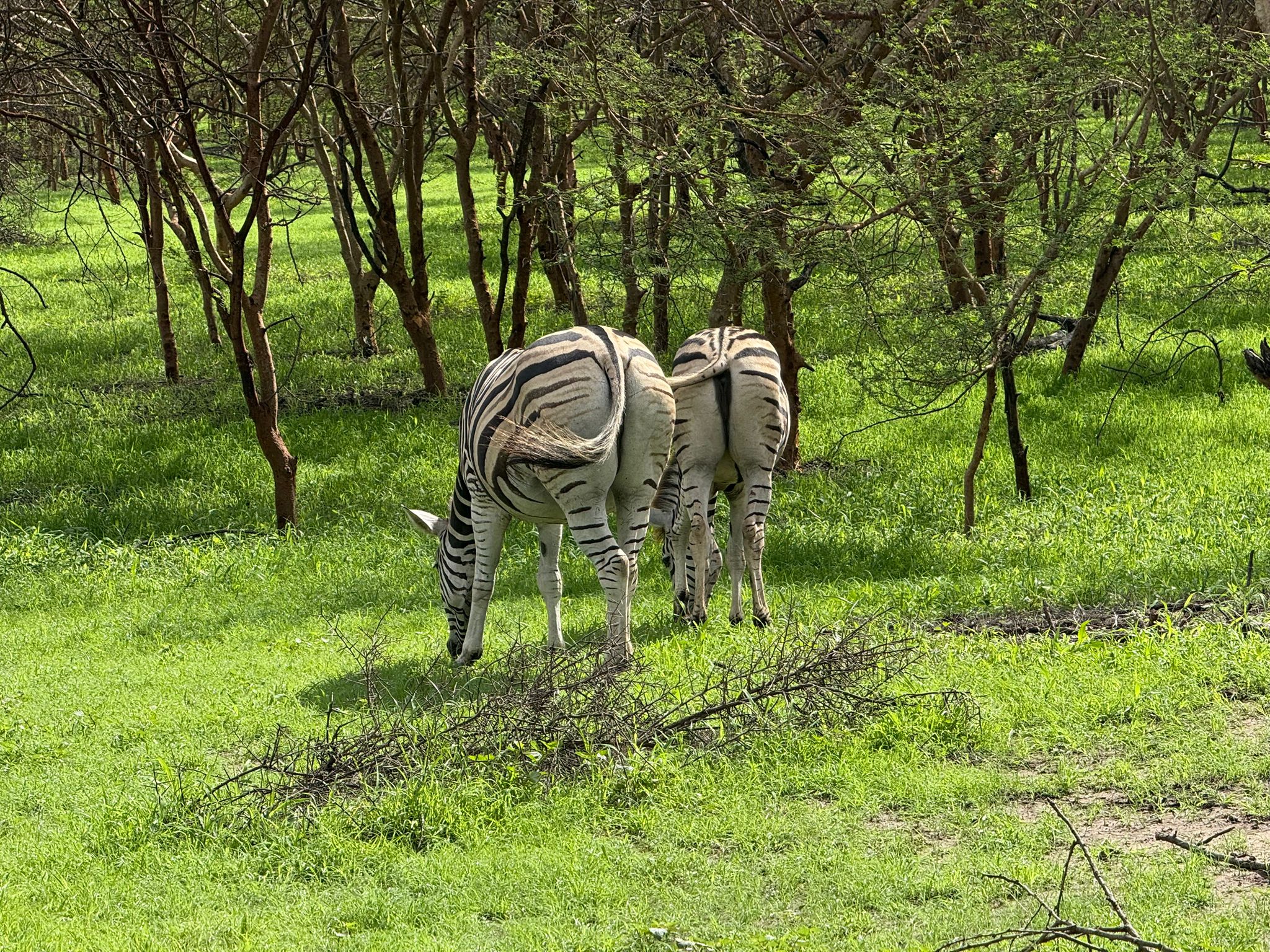 Rhinocéros majestueux de la réserve de Bandia