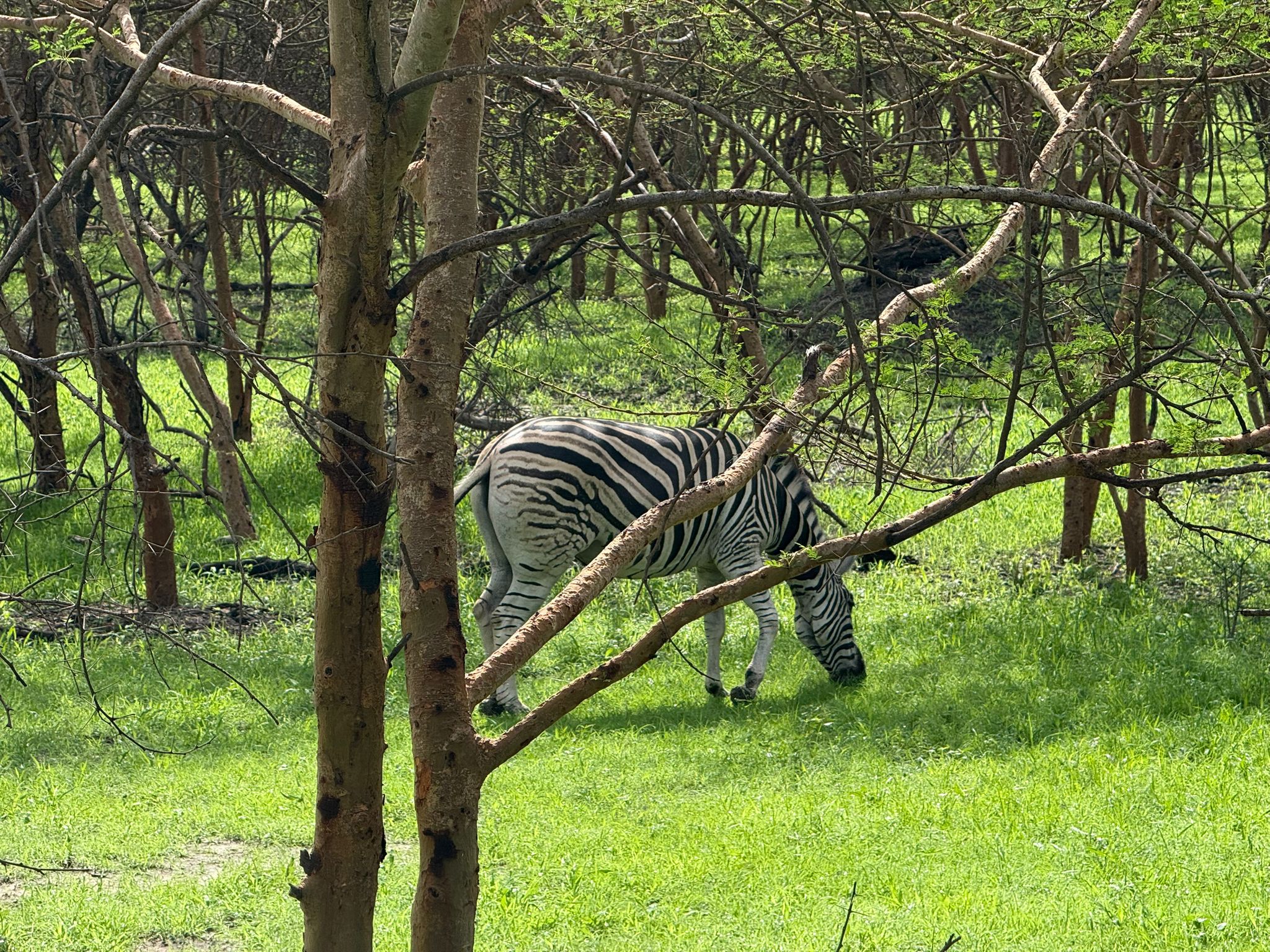 Rhinocéros majestueux de la réserve de Bandia