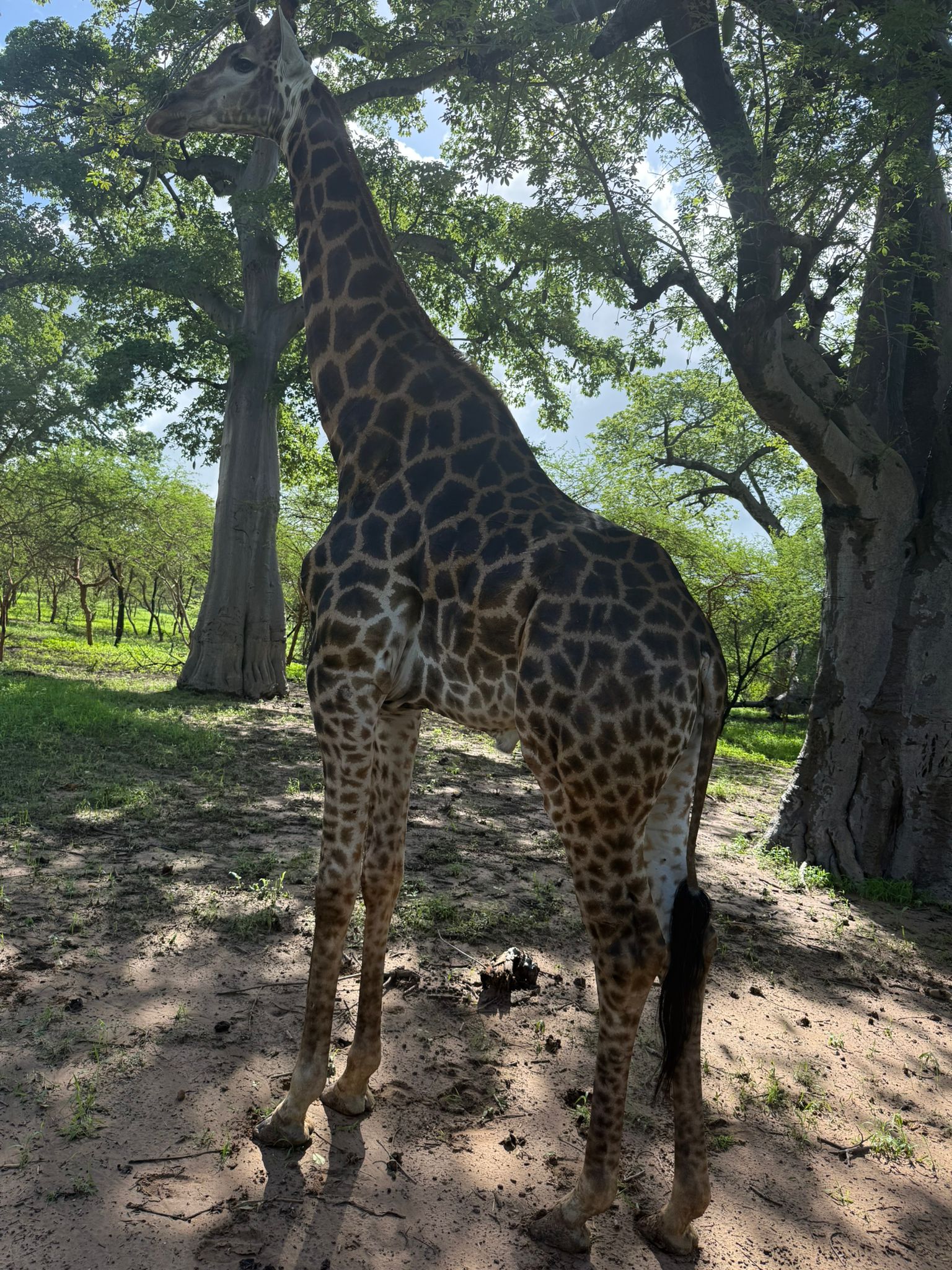 Safari Réserve de Bandia