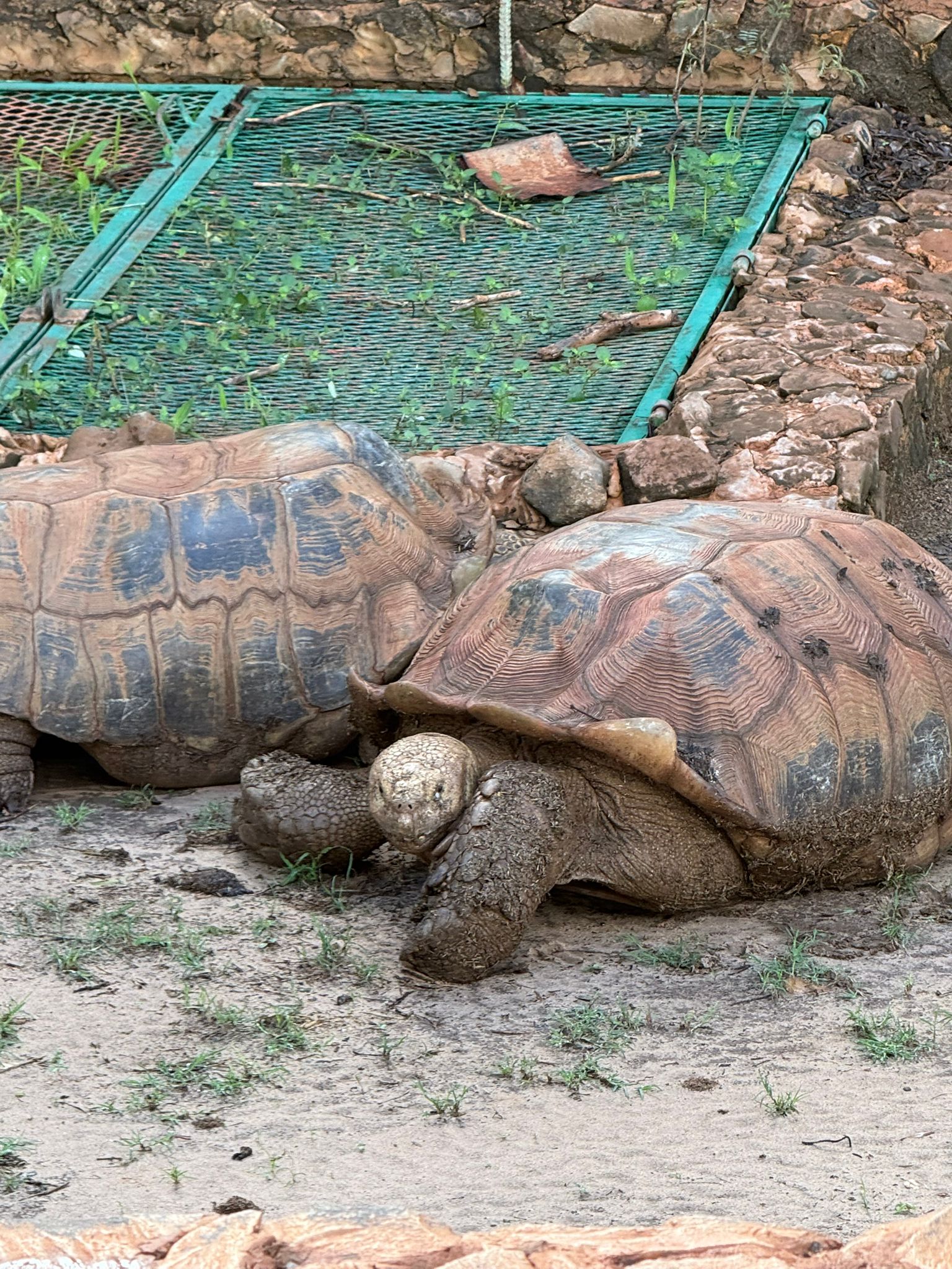 Safari Réserve de Bandia